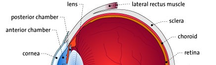 Parts of the eye